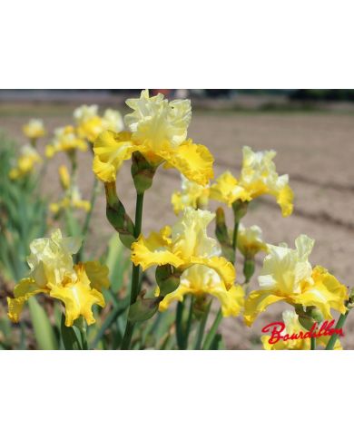 Iris : Phare Dans La Nuit