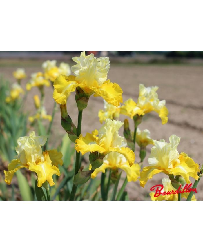 Iris : Phare Dans La Nuit