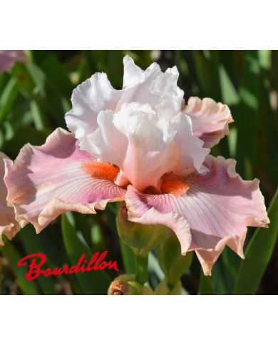 Iris : Bashful Princess