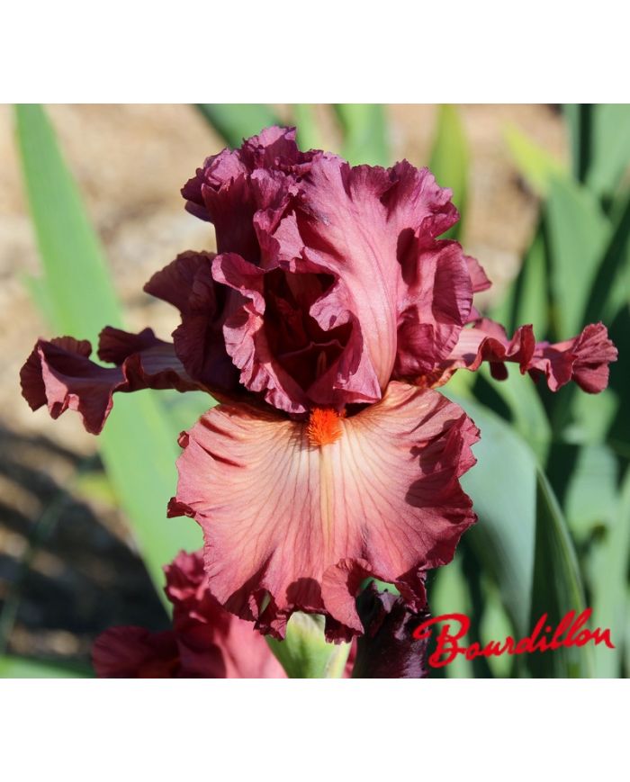 Iris : Code Red