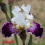 Iris : Bernassier
