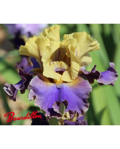 Iris : First Avenue