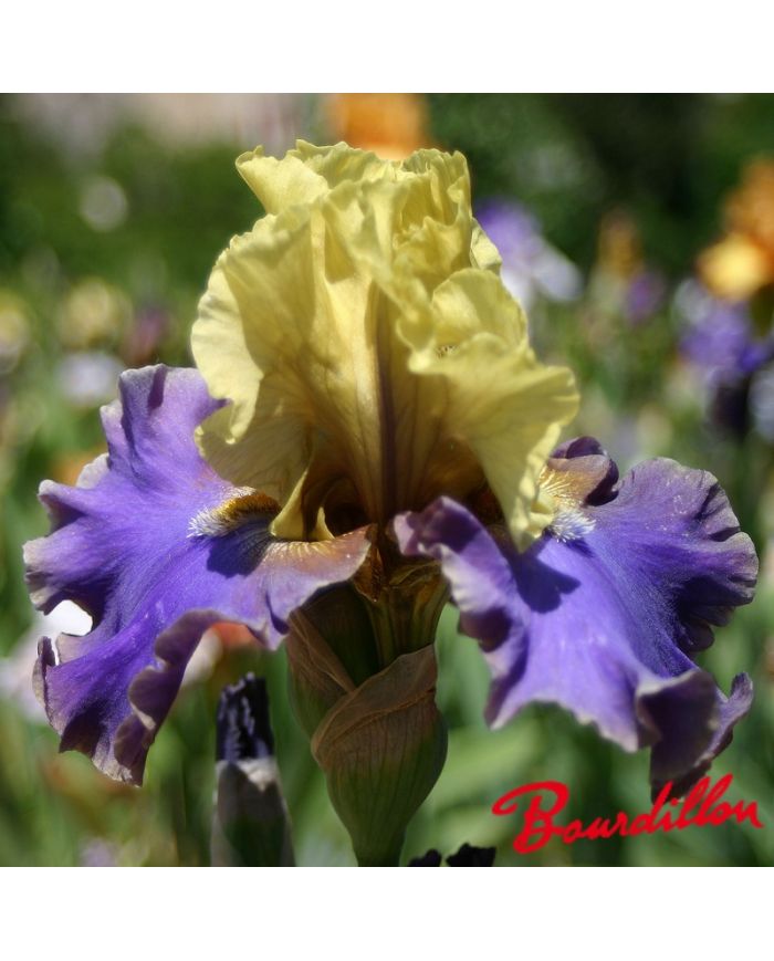 Iris : First Avenue