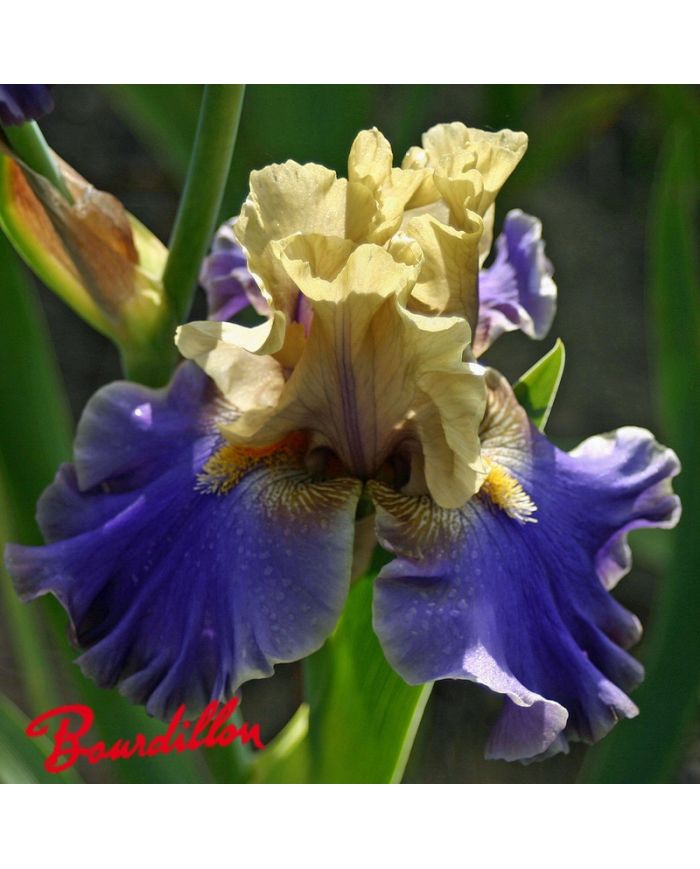 Iris : First Avenue