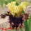 Iris : Flashinator