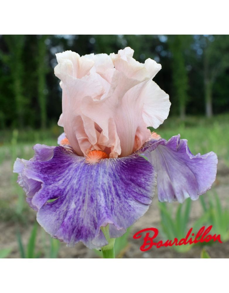 Iris : Fruited Plain
