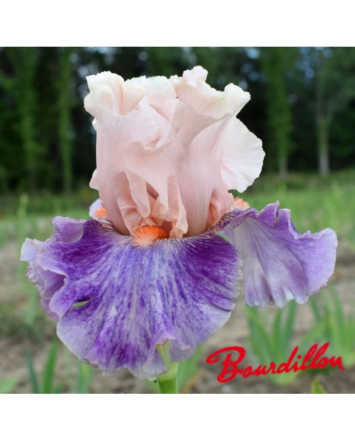 Iris : Fruited Plain