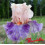 Iris : Fruited Plain