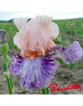 Iris : Fruited Plain