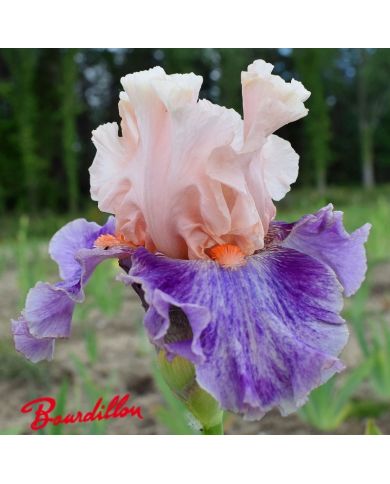 Iris : Fruited Plain