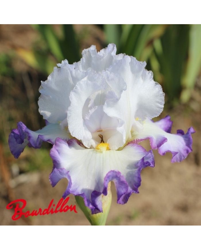 Iris : Front De Mer