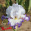 Iris : Front De Mer