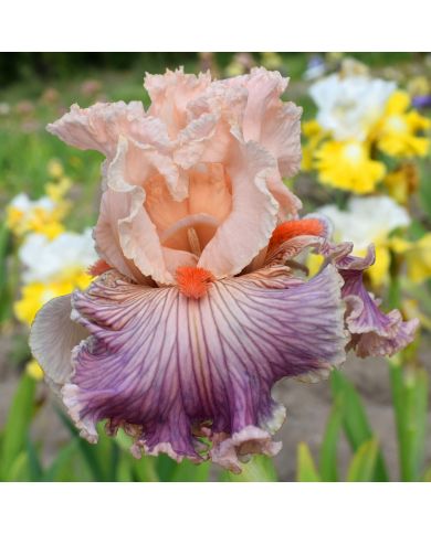 Iris : Georgette Silk