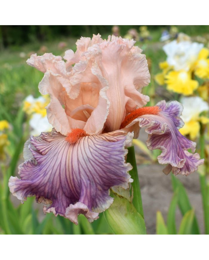 Iris : Georgette Silk