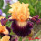 Iris : Heat Is On