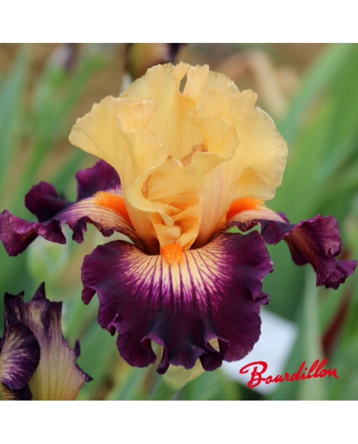 Iris : Heat Is On