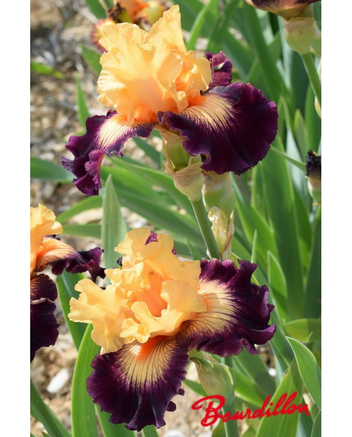 Iris : Heat Is On