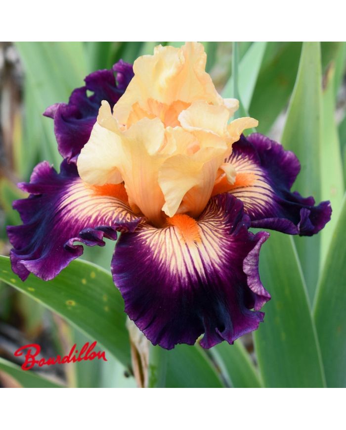 Iris : Heat Is On