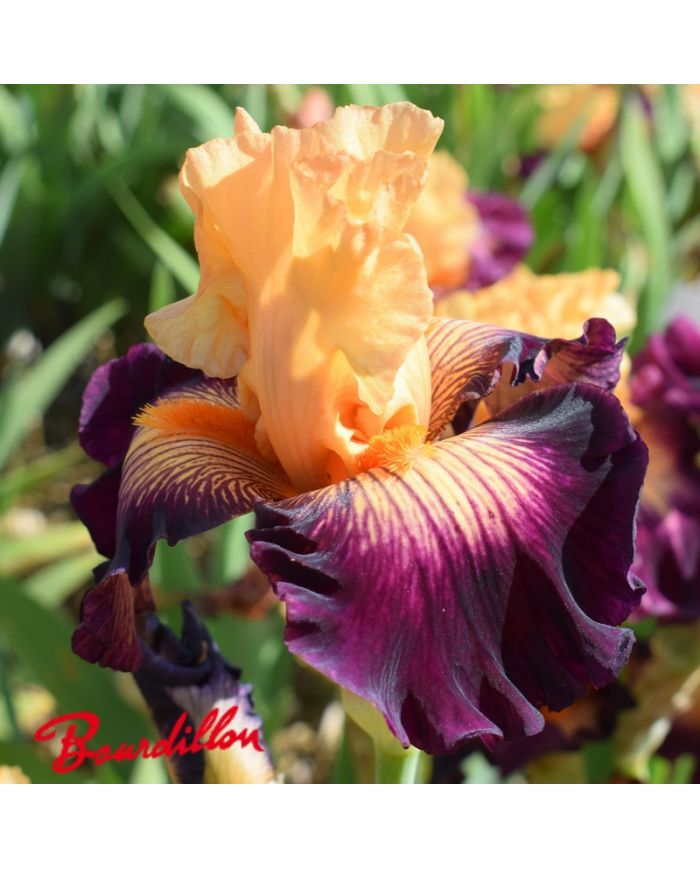 Iris : Heat Is On