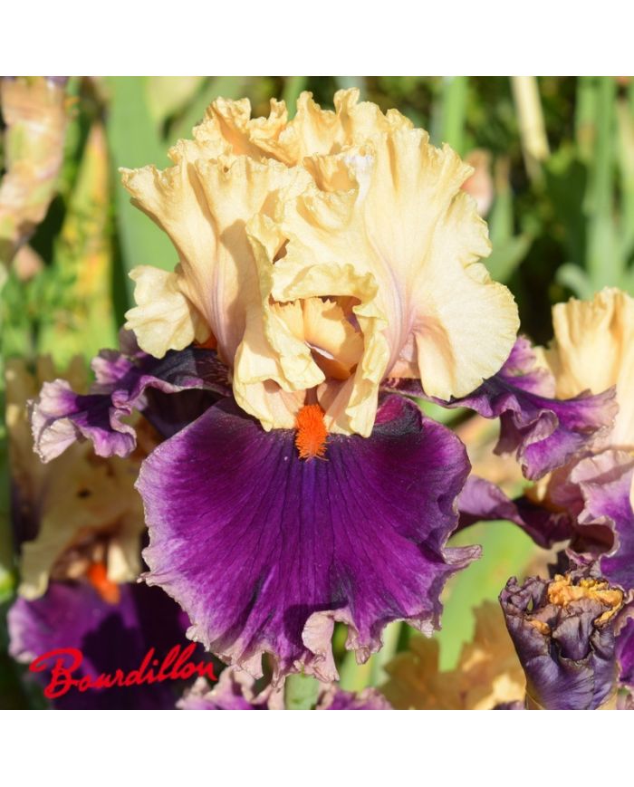 Iris : Hollywood Lights