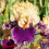 Iris : Hollywood Lights