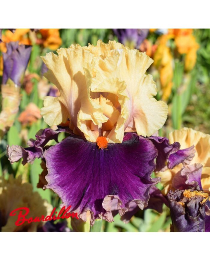 Iris : Hollywood Lights
