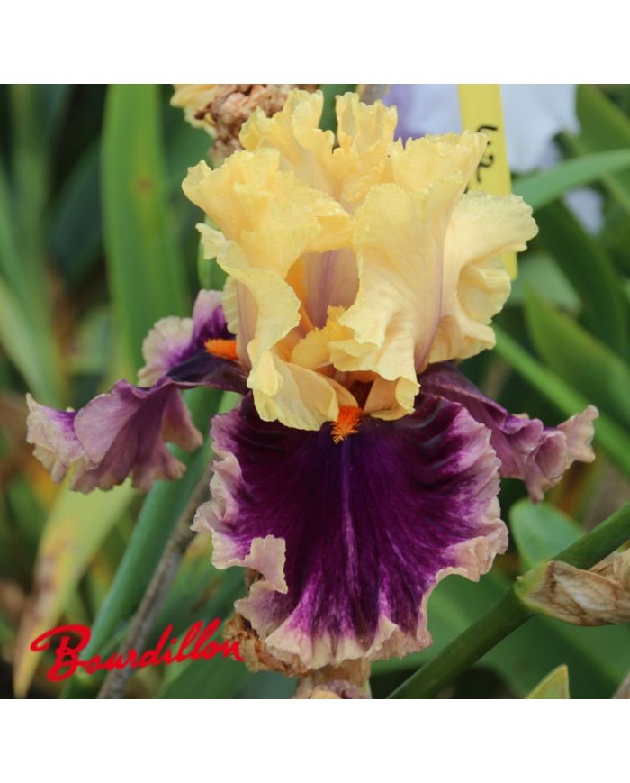 Iris : Hollywood Lights