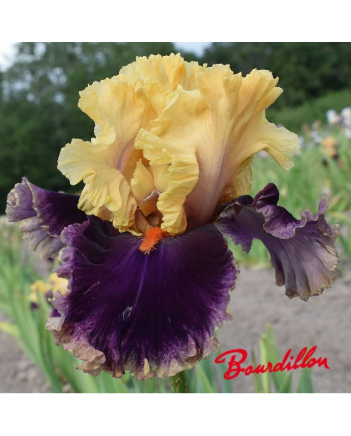 Iris : Hollywood Lights