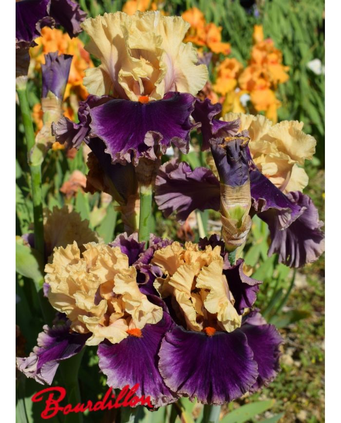 Iris : Hollywood Lights