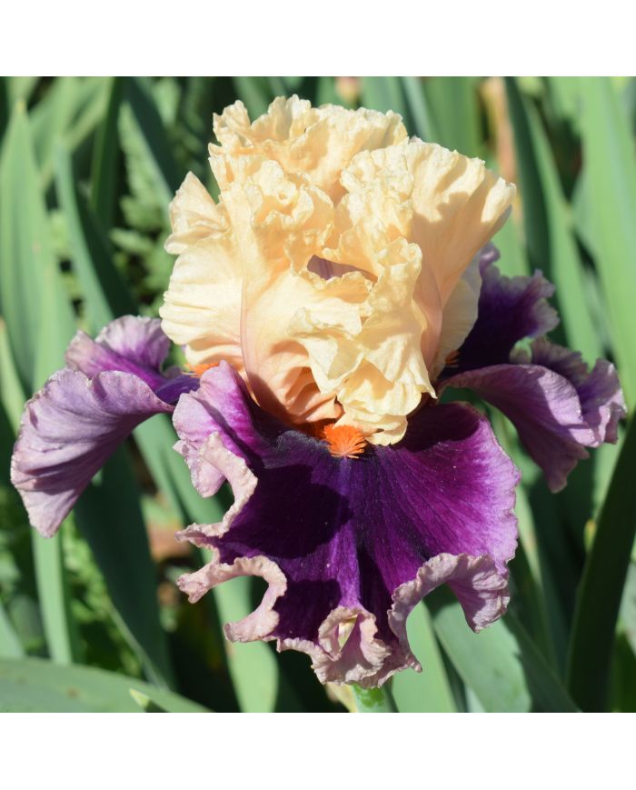 Iris : Hollywood Lights