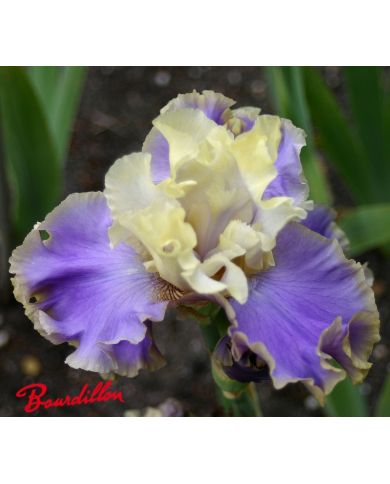 Iris : Kona Waves