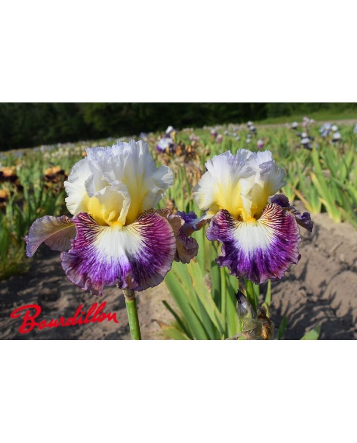 Iris : Meteorite