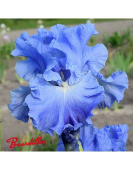 Iris :Metolius Blues
