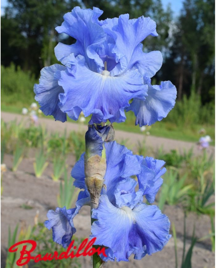 Iris :Metolius Blues