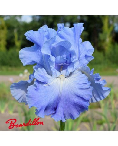 Iris :Metolius Blues