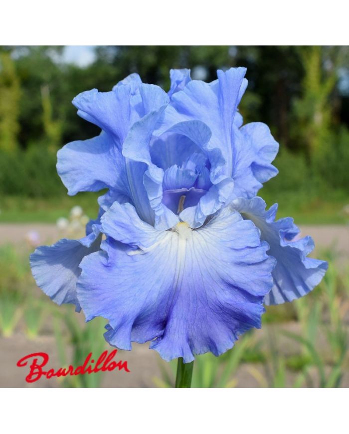 Iris :Metolius Blues
