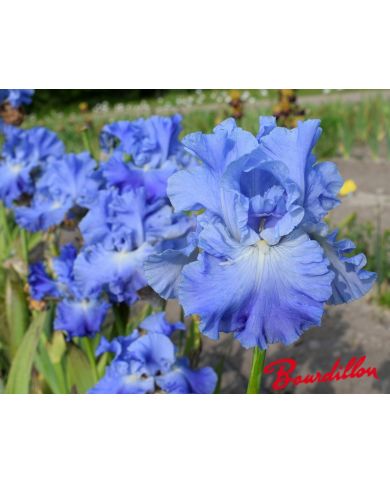 Iris :Metolius Blues
