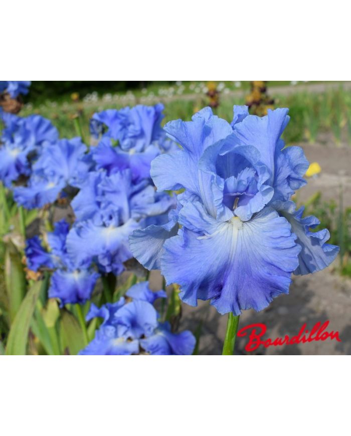 Iris :Metolius Blues