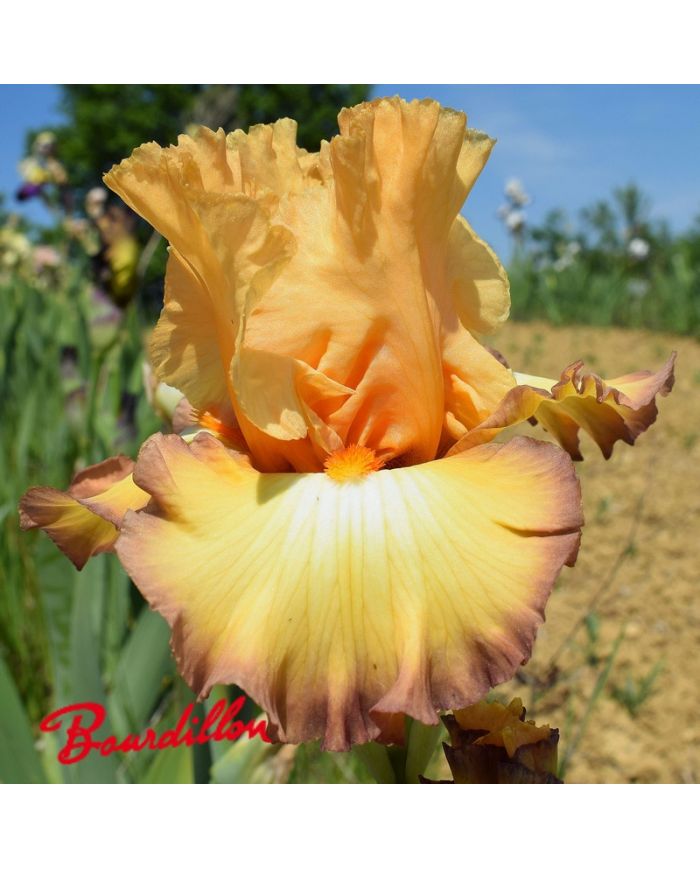 Iris : Oil Painting