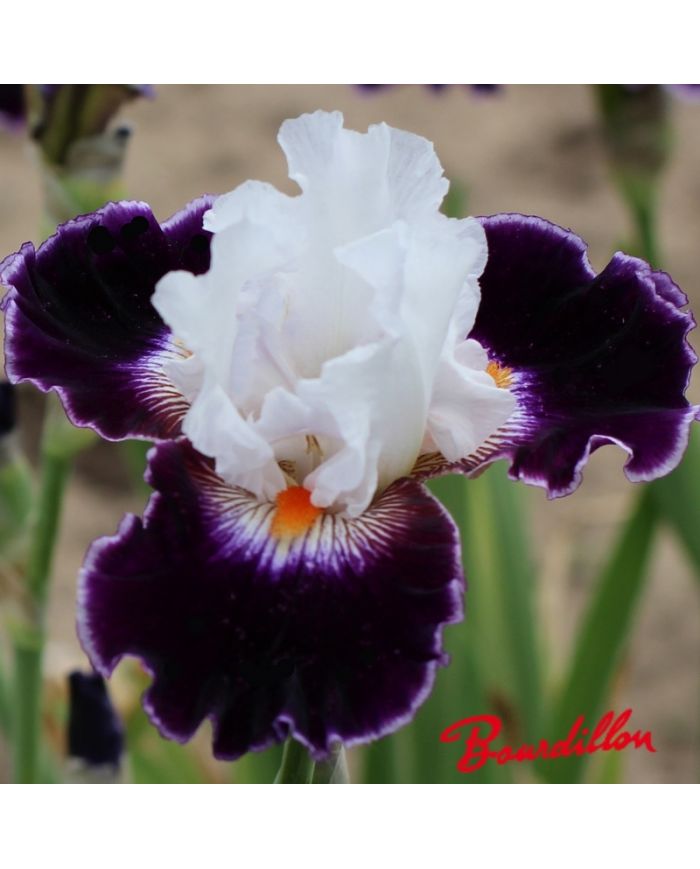Iris : Le Bois Du Vent