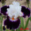 Iris : Le Bois Du Vent