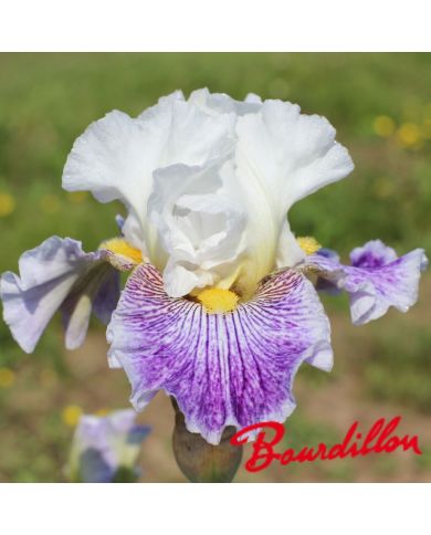 Iris : Palette De Peintre