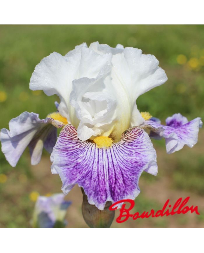 Iris : Palette De Peintre