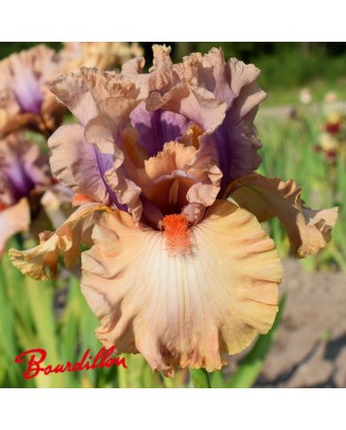Iris : Pretty As A Picture
