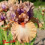 Iris : Pretty As A Picture