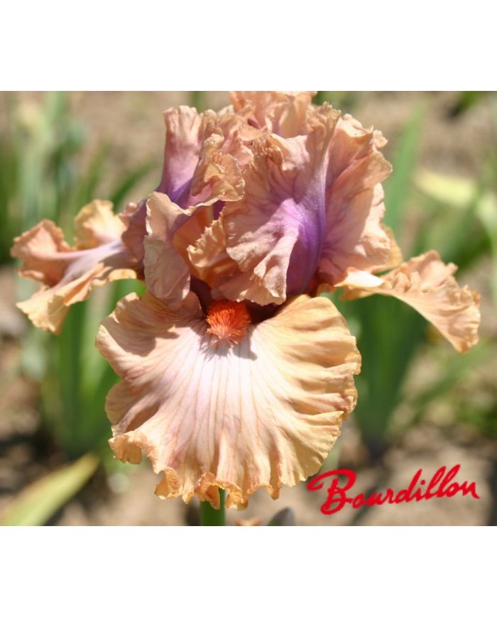Iris : Pretty As A Picture