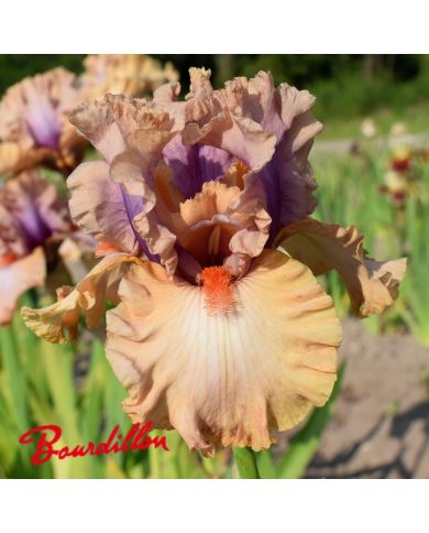 Iris : Pretty As A Picture