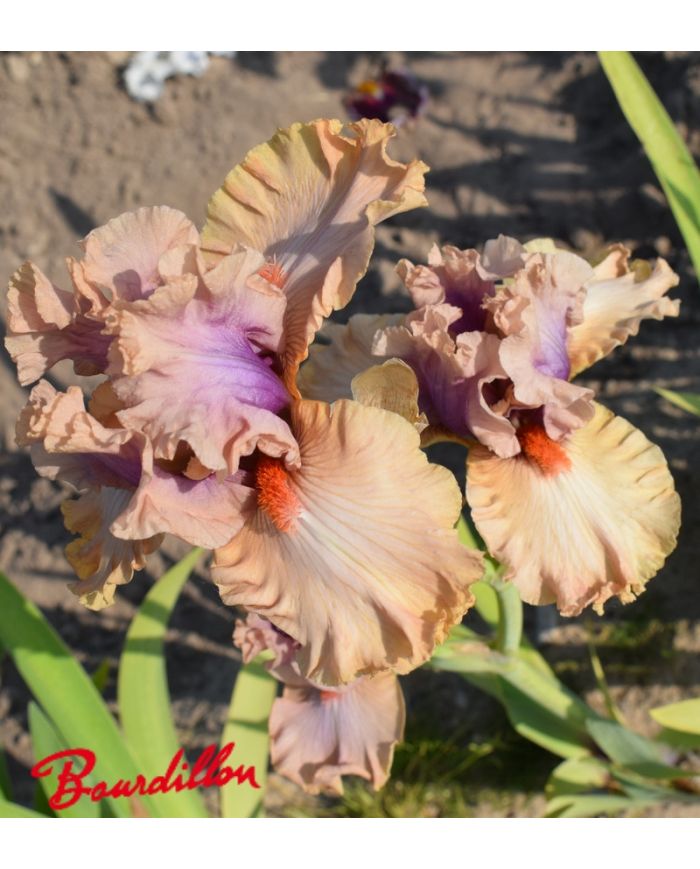 Iris : Pretty As A Picture