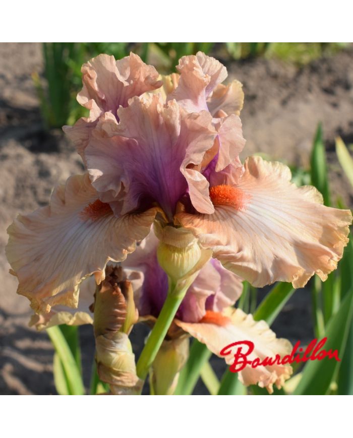 Iris : Pretty As A Picture