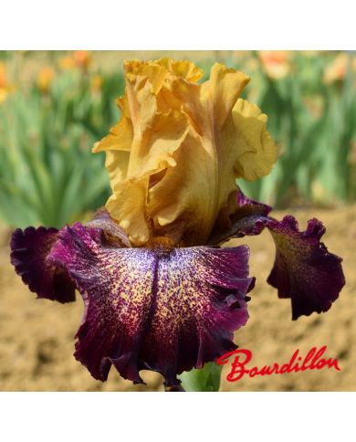 Iris : Raining Cats And Dogs
